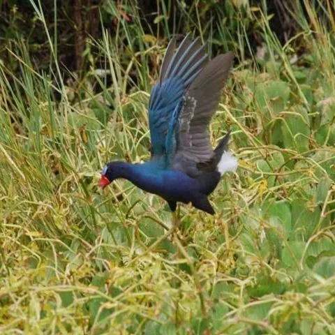 thumbnail for publication: Checklist of Birds of the Everglades Agricultural Area